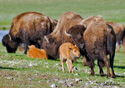 Bison bison